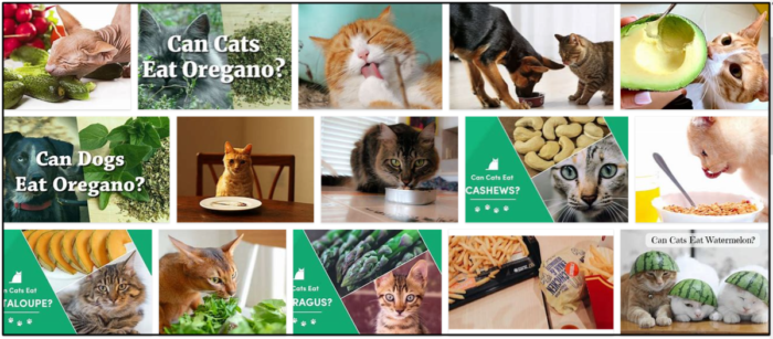 고양이가 오레가노를 먹을 수 있습니까? 친구에게 음식을 제공하는 가장 좋은 방법