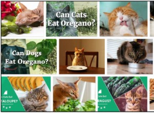 Les chats peuvent-ils manger de l origan ? La meilleure approche pour nourrir votre ami