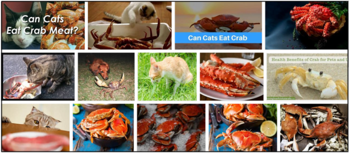 I gatti possono mangiare carne di granchio? Gli piace o no