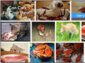 Mohou kočky jíst krabí maso? Líbí se jim to nebo ne