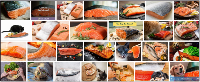 Les chats peuvent-ils manger de la peau de saumon ? Jetez un œil à nos conseils d experts