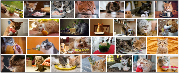 Gatos podem comer cebolinha? Você deve alimentar ou evitar