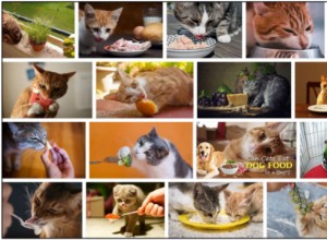 Můžou kočky jíst pažitku? Měli byste krmit nebo byste se měli vyhýbat