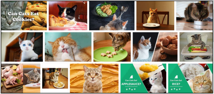 Kunnen katten koekjes eten? Een fascinerend kijkje achter de schermen