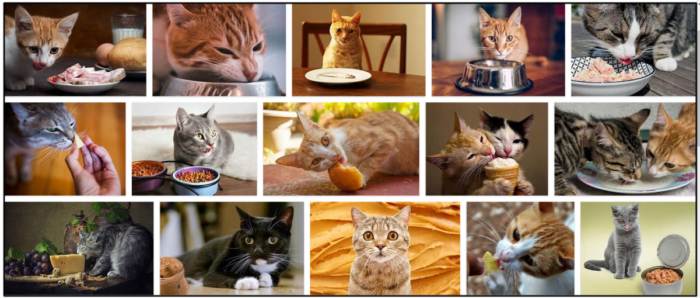 Kunnen katten ansjovis eten? Alle voor- en nadelen