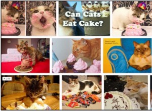 고양이가 케이크를 먹을 수 있습니까? 건강한 식단을 위한 최선의 방법