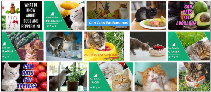 Kunnen katten pepermunt eten? Krachtige gewoonten die je moet leren om ze te voeden