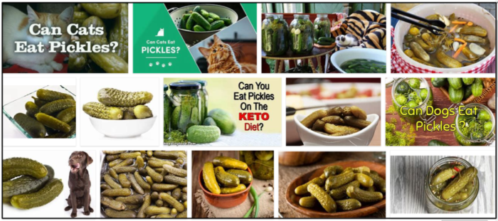 Kan katter äta pickles? Gillar de ens det eller inte