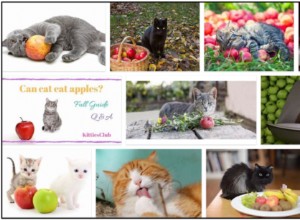 Můžou kočky jíst jablko? Naučte se o tom neuvěřitelnou pravdu