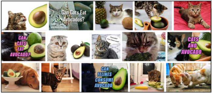 I gatti possono mangiare gli avocado? Dovresti nutrire o dovresti evitare