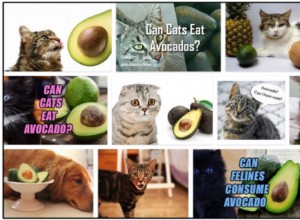 Můžou kočky jíst avokádo? Měli byste krmit nebo byste se měli vyhýbat