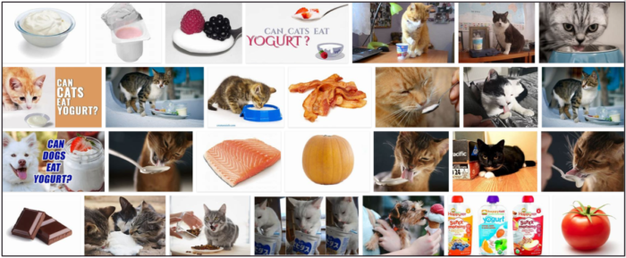 Os gatos podem comer iogurte de baunilha? As regras que você deve conhecer