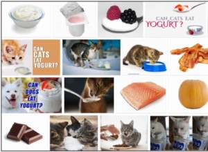 Můžou kočky jíst vanilkový jogurt? Pravidla, která byste měli znát