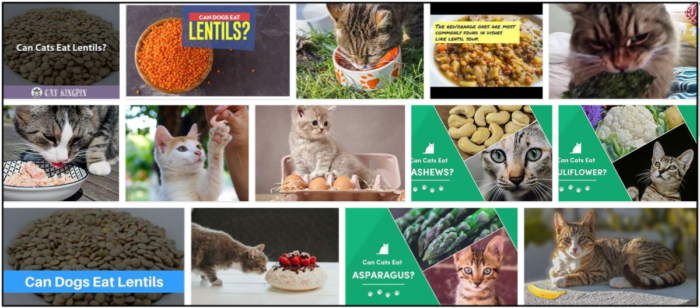 猫はレンズ豆を食べることができますか？これがあなたがそれについて知る必要があるすべてです 