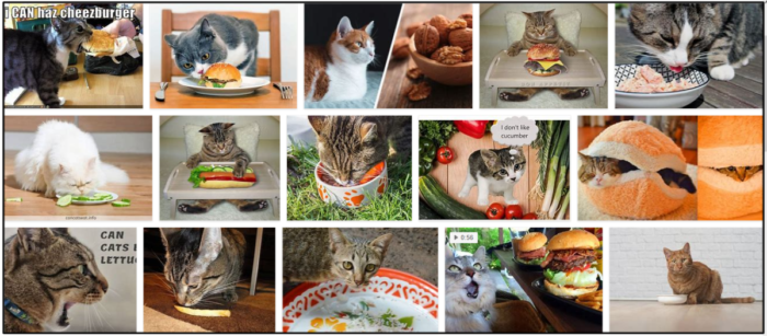 Kunnen katten hamburgers eten? Leer de ongelooflijke waarheid erover