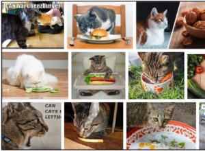 猫はハンバーガーを食べることができますか？それについて信じられないほどの真実を学ぶ 