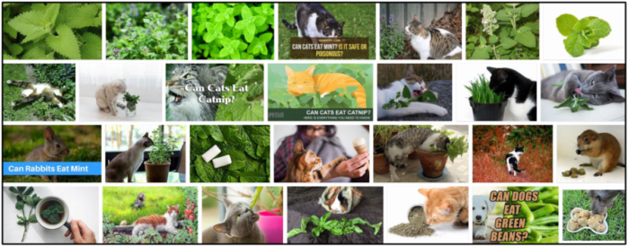 고양이가 민트 잎을 먹을 수 있습니까? 먹이를 주기 위해 익혀야 할 강력한 습관
