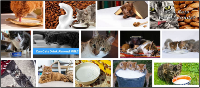 Můžou kočky jíst mandlové mléko? Všechny výhody a nevýhody