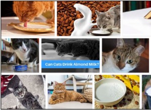Můžou kočky jíst mandlové mléko? Všechny výhody a nevýhody