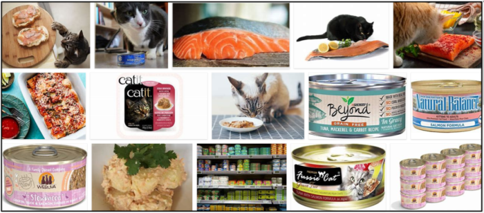 Mohou kočky jíst konzervovaný losos? Naučte se, jak přesně krmit svého mazlíčka