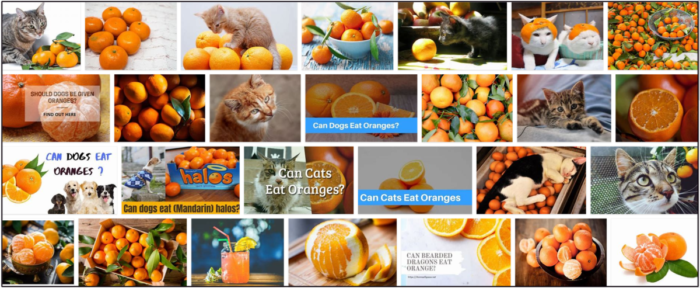 Kan katter äta mandarin apelsiner? Fantastiska skäl att lära sig om det