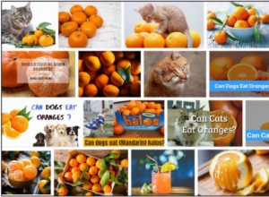 Můžou kočky jíst mandarinky? Úžasné důvody, proč se o tom dozvědět