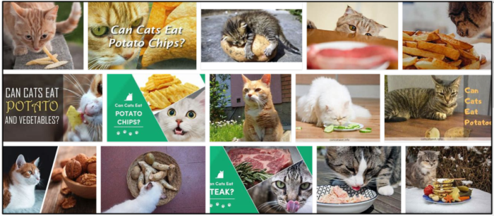 Můžou kočky jíst brambory? Líbí se jim to nebo ne