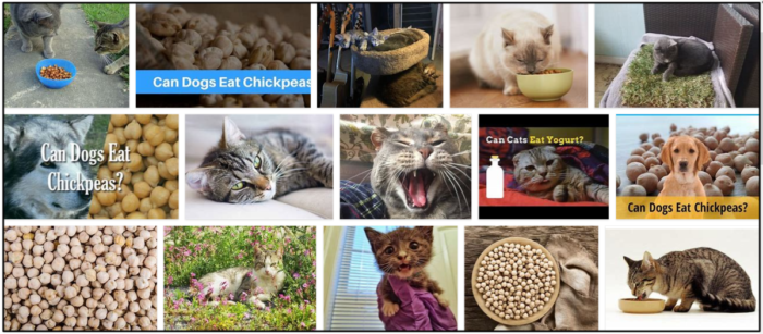 Gatos podem comer grão de bico? Fatos vitais sobre os quais você deve aprender