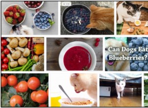 Могут ли кошки есть ягоды? Все, что вам нужно знать