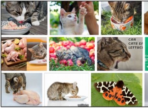猫は蛾を食べることができますか？彼らの食事療法のためにそれは健康であるかどうか 