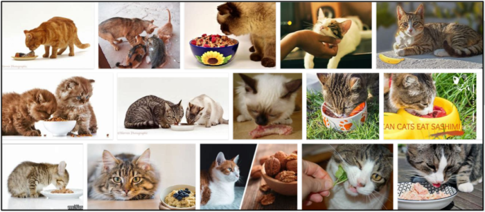Kunnen katten haver eten? Moet je eten of juist vermijden