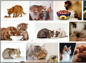 Můžou kočky jíst oves? Měli byste krmit nebo byste se měli vyhýbat