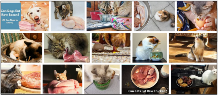 Os gatos podem comer hambúrgueres crus? Como evitar uma possível desnutrição