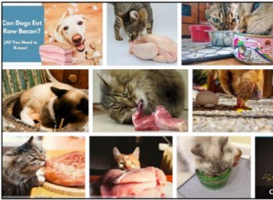 고양이가 생 햄버거를 먹을 수 있습니까? 가능한 영양실조를 피하는 방법