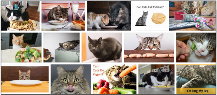 Les chats peuvent-ils manger des tortillas ? Une excellente source à lire avant de vous nourrir