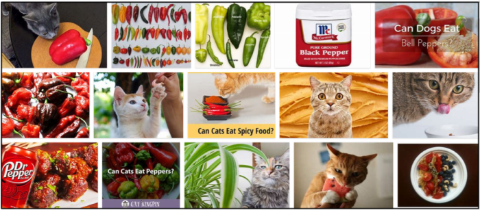 Kan katter äta peppar? Den bästa metoden för en hälsosam kost