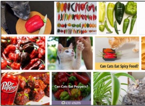 고양이가 후추를 먹을 수 있습니까? 건강한 식단을 위한 최선의 방법