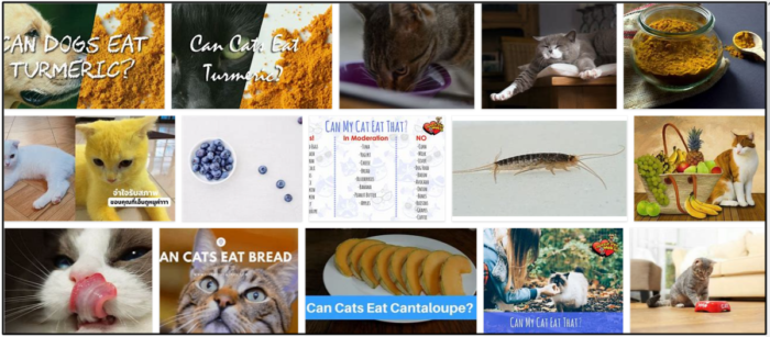 Můžou kočky jíst kurkumu? Naučte se o tom neuvěřitelnou pravdu