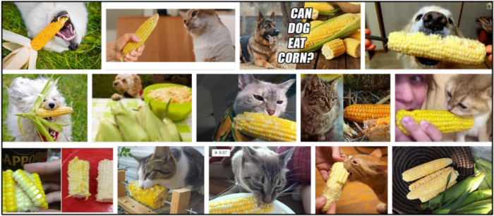 Kunnen katten maïskolven eten? Alle voor- en nadelen