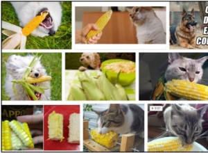 Могут ли кошки есть кукурузу в початках? Все преимущества и недостатки