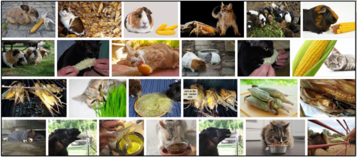 Os gatos podem comer palha de milho? Razões incríveis para aprender sobre isso