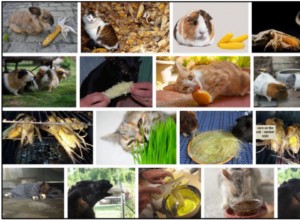 고양이가 옥수수 껍질을 먹을 수 있습니까? 그것에 대해 알아야 하는 놀라운 이유