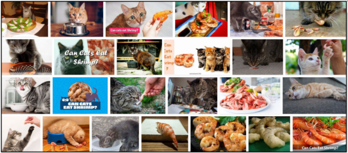 Kunnen katten gekookte garnalen eten? Essentiële feiten die u moet leren