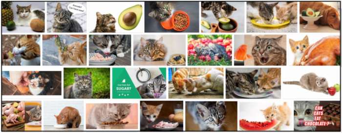Kunnen katten guacamole eten? Ontdek nu de waarheid