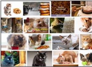 猫はプレッツェルを食べることができますか？餌をやる前に読むのに最適な情報源 