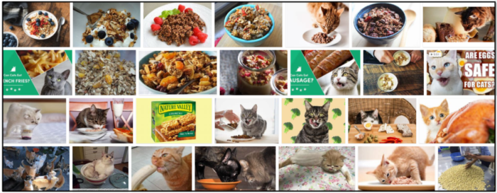 Gatos podem comer granola? Você deve alimentar ou evitar