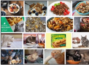 Mohou kočky jíst granoly? Měli byste krmit nebo byste se měli vyhnout 