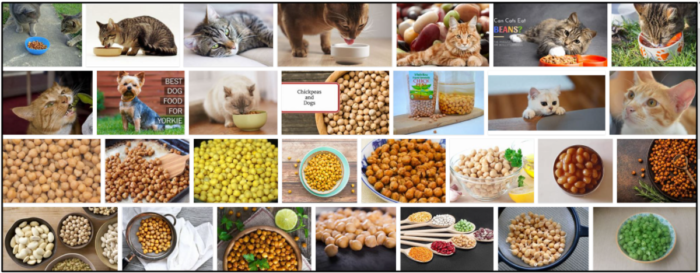 고양이가 Garbanzo 콩을 먹을 수 있습니까? 그것에 대해 알아야 하는 놀라운 이유