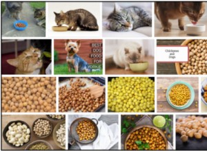 Můžou kočky jíst fazole Garbanzo? Úžasné důvody, proč se o tom dozvědět