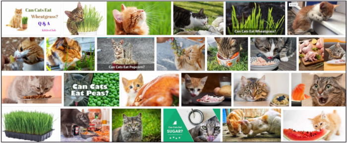 Kunnen katten tarwegras eten? Belangrijke tips voor het dieet van uw huisdier